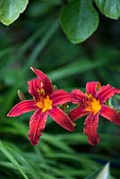 Hemerocallis Crimson Pirate, daylily, a leafy perennial that bears showy flowers on tall, stiff stems from midsummer. Also an edible flower.