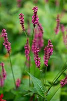 Persicaria affinis Firetail, a long flowering perennial which produces flowers from mid summer through autumn.