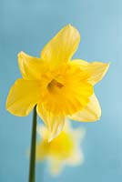 Narcissus 'Saint Keverne'