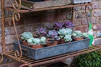 Metal tray with pots of succulents.