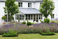 A summer garden with paths lined with catmint, massed plantings of lavender, privet standards and young Pyrus calleryana 'Chanticleer'.
