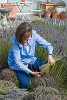 Vanessa Winters cutting back lavenders in early autumn.