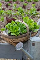 A trug of young lettuces ready to plant out.