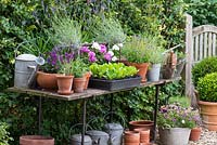 A potting bench with pots of lavender and  young Kos, or Romaine, lettuces ready to plant out.