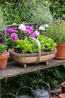 A potting bench with young Kos, or Romaine, lettuces ready to plant out.