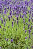 Lavandula angustifolia 'Hidcote', English lavender