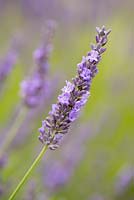Lavandula x intermedia 'Grosso', spike hybrid lavender