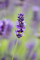 Lavandula angustifolia 'Beechwood Blue', English lavender