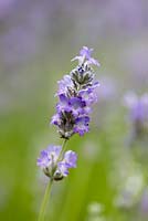Lavandula x intermedia 'Sussex', hybrid lavender