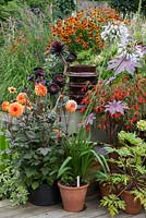 A late summer container group with Dahlia 'David Howard', Agapanthus 'Windor Grey', Aeonium 'Zwartkop' and Begonia boliviensis.