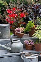 Stone steps decorated with old metal watering cans and containers with succulents and pelargoniums.