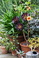 A late summer container group with Aeonium 'Zwartkop', Dahlia 'Moonfire' and Eucomis.