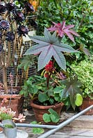 An exotic container group with Ricinus communis and Aeonium 'Zwartkop'