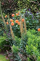 A colourful late summer border with Dahlia 'Andries' Orange', Lythrum salicaria 'Robert', Digitalis ferruginea and Agastache.
