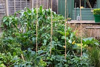 A small vegetable garden growing courgettes, tomatoes, sweetcorn and cavolo nero.