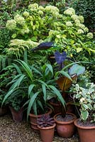 In pots, Colocasia esculenta Black Magic, Elephant's Ears, beside  Plectranthus argentatus 'Hill House'.