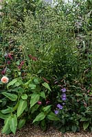 Planting combination of Persicaria amplexicaulis 'Firetail' and 'Rosea', Aster peduncularis and Sanguisorba 'Burr Blanc'.