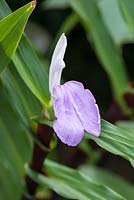 Roscoea purpurea, tuber, perennial