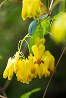 Dicentra scandens, a wonderful climber smothered in golden, locket shaped flowers.