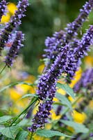 Agastache Black Adder, Hyssop, has smoky, violet flowers on long spires from July to October.