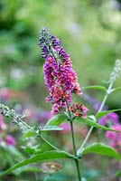Buddleja weyeriana Bicolor, syn. B. Flower Power, Butterfly Bush, a summer flowering shrub with pink panicles attractive to insects.