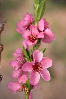 Prunus persica var. nectarina - Nectarine 'Rubis' flower.