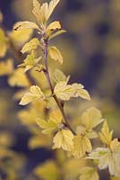 Physocarpus 'Golden Anny'