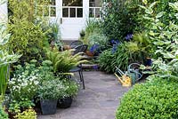 The view from a lawn past box balls and variegated cornus to a stone patio and seating area surrounded with containers of ferns, black bamboo, Euphorbia 'Silver Fog', Trachycarpus fortunei, agapanthus and erigeron.