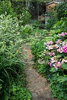 A path past a pink hydrangea and variegated dogwood leading to a potager with wooden raised beds.