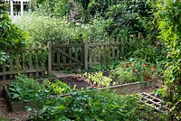 A town garden potager with raised vegetable beds with salad leaves and nasturtium behind a picket fence.