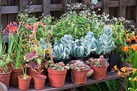 A garden table with young and new plants ready for planting out. Behind, white flowered Euphorbia 'Silver Fog'. In front, grey succulent Echeveria 'Topsy Turvy'.