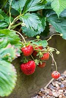 Fragaria x ananassa - Strawberries overhanging a raised bed.