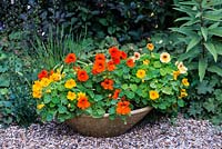 A small glazed dish planted with Nasturtiums.