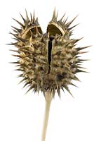 Datura stramonium var. tatula 'La Fleur Lilas' Thorn apple - Devil's trumpet, Syn Datura 'La Fleur Lilac'. Dried up seed head,  November