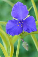 Tradescantia - Andersoniana Group 'Sweet Kate'.  Spider lily, Trinity flower, July