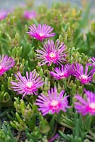 Delosperma cooperi - syn. Mesembryanthemum cooperi - Trailing Iceplant, 'Pink Carpet'