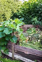 Compost bins with pumpkins planted in compost heap