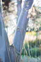 Eucalyptus pauciflora subsp. niphophila - Snow gum, AGM with Stipa gigantea