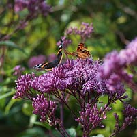 Red Admiral and Comma butterfly land on Eupatorium cannabinum, hemp agrimony, a tall perennial which, in summer and autumn, bears flat heads of tiny pink flowers loved by bees and butterflies. Comma in background.