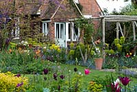 Looking over aquilegia, euphorbia and tulips towards the Victorian cottage and rustic pergola edged in box balls and clumps of Euphorbia characias subsp. wulfenii. In left bed, Cercis canadensis in flower, geums, Iris 'Apollo' and tulips rising above forget-me-nots.