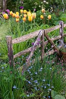 A wooden hurdle separates tulips and alliums from a blend of chives and forget-me-nots.