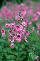 Diascia barberae 'Ruby Field', twinspur,  annuals or semi-evergreen perennial, June.