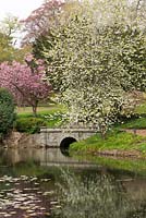 Cherry blossom by the lake at Millichope Park, an English landscape garden dating from 18th century.