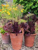 Mixed containers - Ryton Organic Gardens.