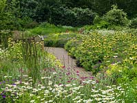 A path through a naturalistic border at Ryton Organic Gardens planted with Phlomis russeliana, Geranium sanguineum, Leucanthemum vulgare and Alchemilla mollis.