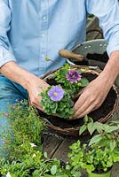Planting a summer hanging basket step by step. Adding trailing Petunia Surfinia 'Sky Blue'.