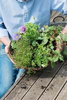 Planting a summer hanging basket step by step, with Petunia surfinia 'Sky Blue', double pink osteospermum, and trailing blue convolvulus, pink Brachycome, Bacopa 'Baristo Double White', Fuchsia 'Jack Shahan'.