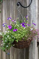 Summer hanging basket of Petunia surfinia 'Sky Blue', double pink osteospermum, and trailing blue convolvulus, pink Brachycome, Bacopa 'Baristo Double White', Fuchsia 'Jack Shahan'.