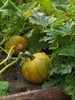 Squashes maturing on the ground, in raised beds.