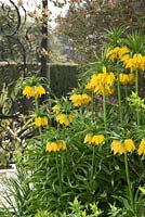 Fritillaria Imperialis 'Maxima Lutea' - Crown Imperial in front of an ornate iron gate in the West Walled Garden at Doddington Hall, Lincolnshire